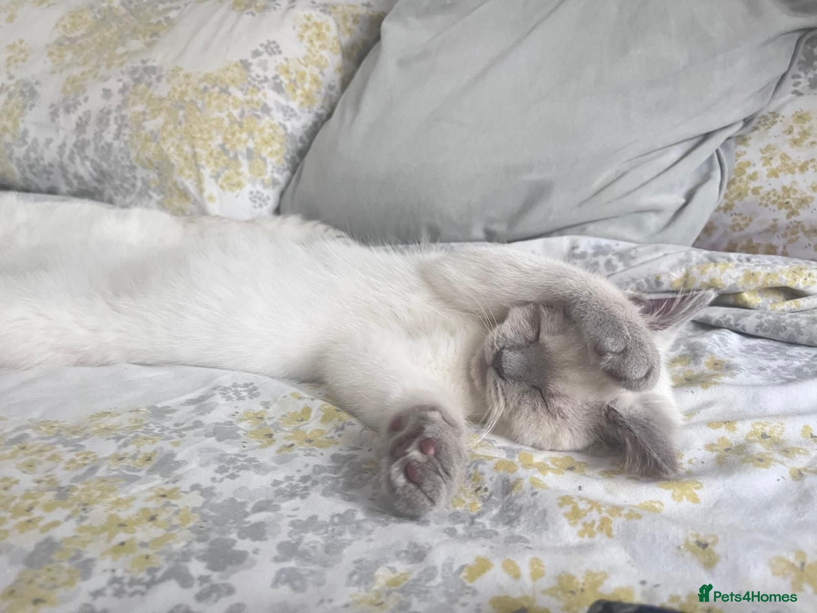 British Shorthair cats British Shorthair for Stud! - Advert 3