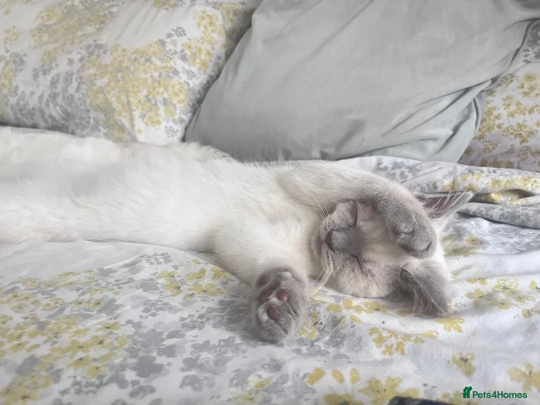 British Shorthair cats for stud: British Shorthair for Stud! - Advert 1