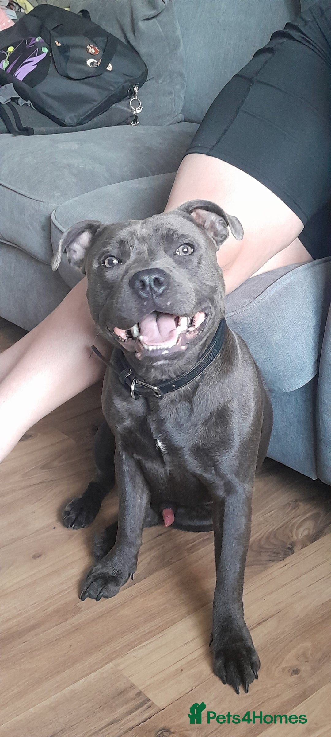 Mixed Breed dogs for sale: 5 staff x cockapoo pups  - Advert 34