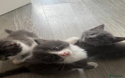 Mixed Breed cats for sale: Mixed breed Tabbies  - Image 15