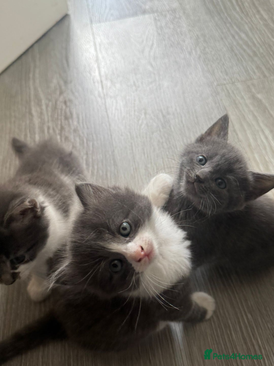 Mixed Breed cats for sale: Mixed breed Tabbies  - Image 15