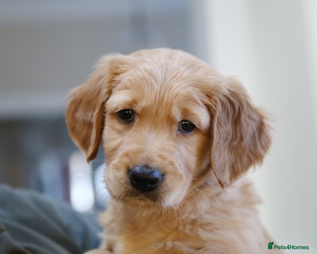 Golden Retriever dogs for sale: KC Registered Championship Line Golden Retrievers - Advert 41