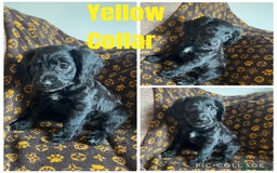 Cocker Spaniel dogs for sale: COCKER SPANIEL GIRLS READY FOR NEW HOMES  - Image 12