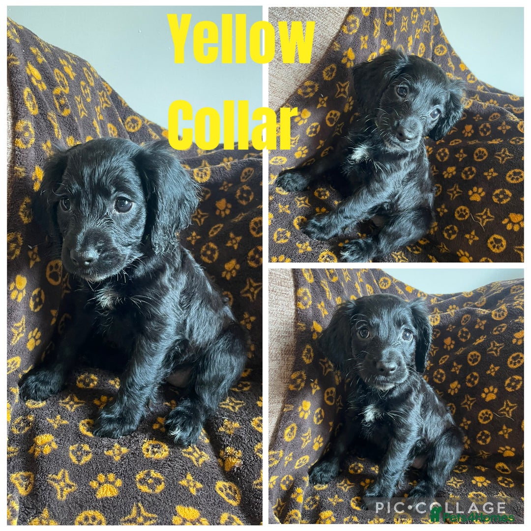Cocker Spaniel dogs for sale: COCKER SPANIEL GIRLS READY FOR NEW HOMES  - Image 12