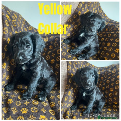 Cocker Spaniel dogs - Advert 14