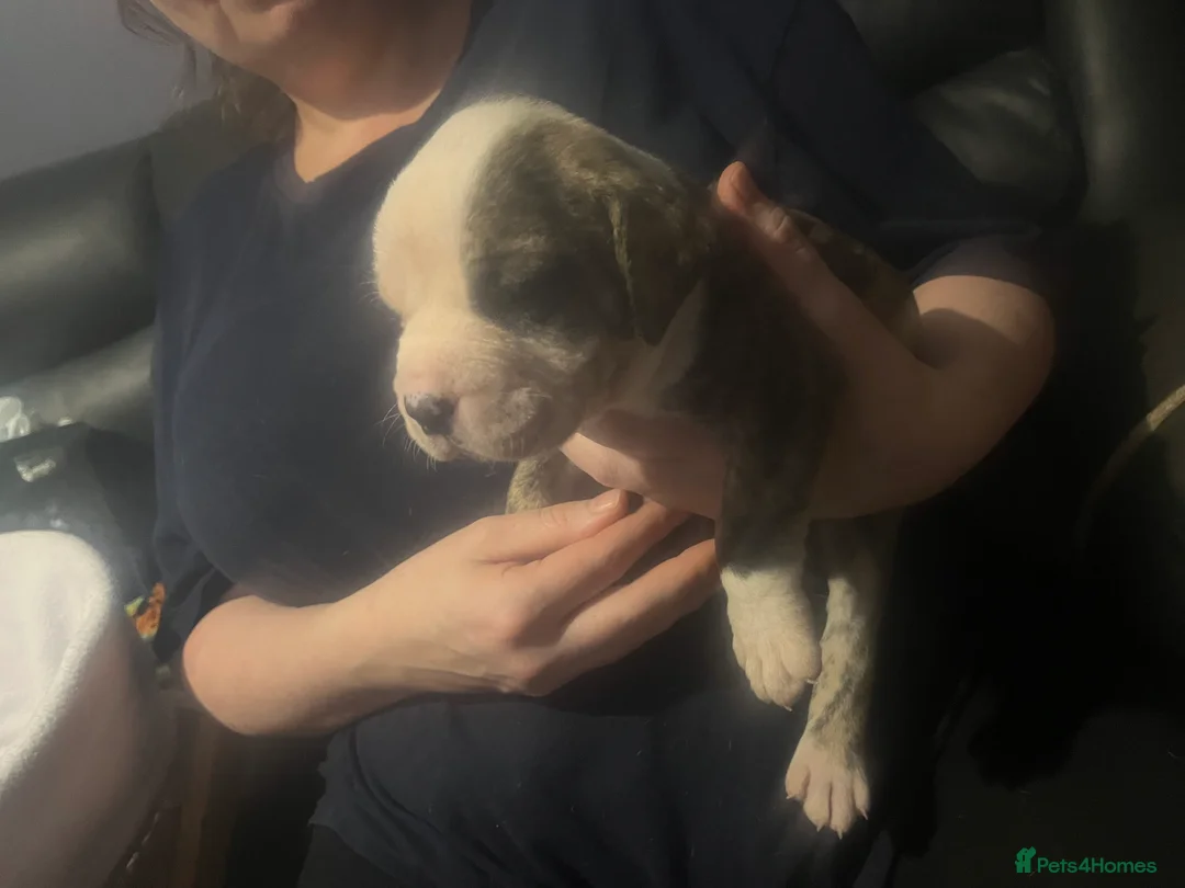 American Bulldog dogs for sale: American bulldog puppies  - Advert 11