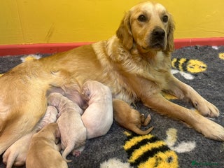 Golden Retriever dogs Stunning golden retriever puppies for sale - Advert 6