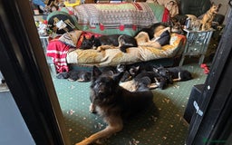 German Shepherd dogs for sale: German shepherd  - Image 17