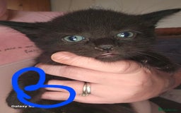 Mixed Breed cats for sale: 4 Beautiful Kittens **2 Black & White Boys Left** - Image 11