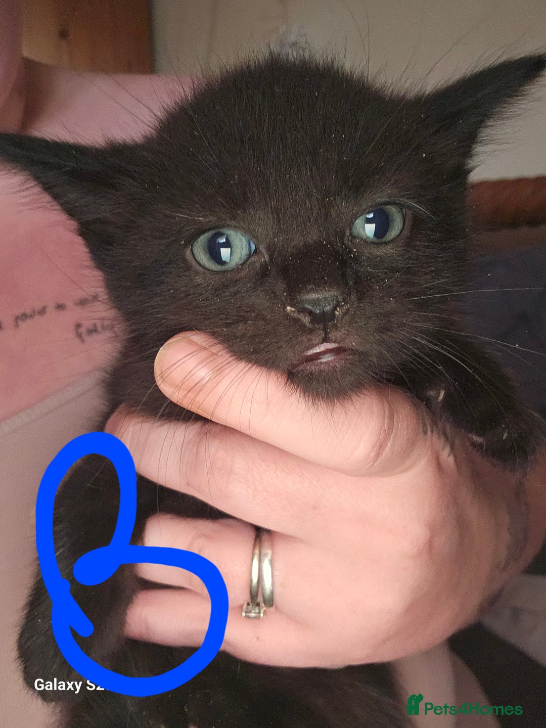 Mixed Breed cats for sale: 4 Beautiful Kittens **2 Black & White Boys Left** - Image 11