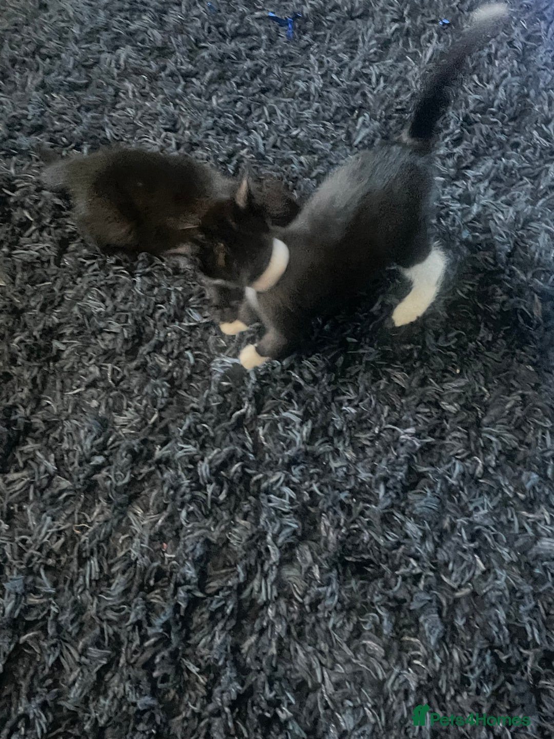 Mixed Breed cats for sale: 2 male 2 female kittens - Image 6