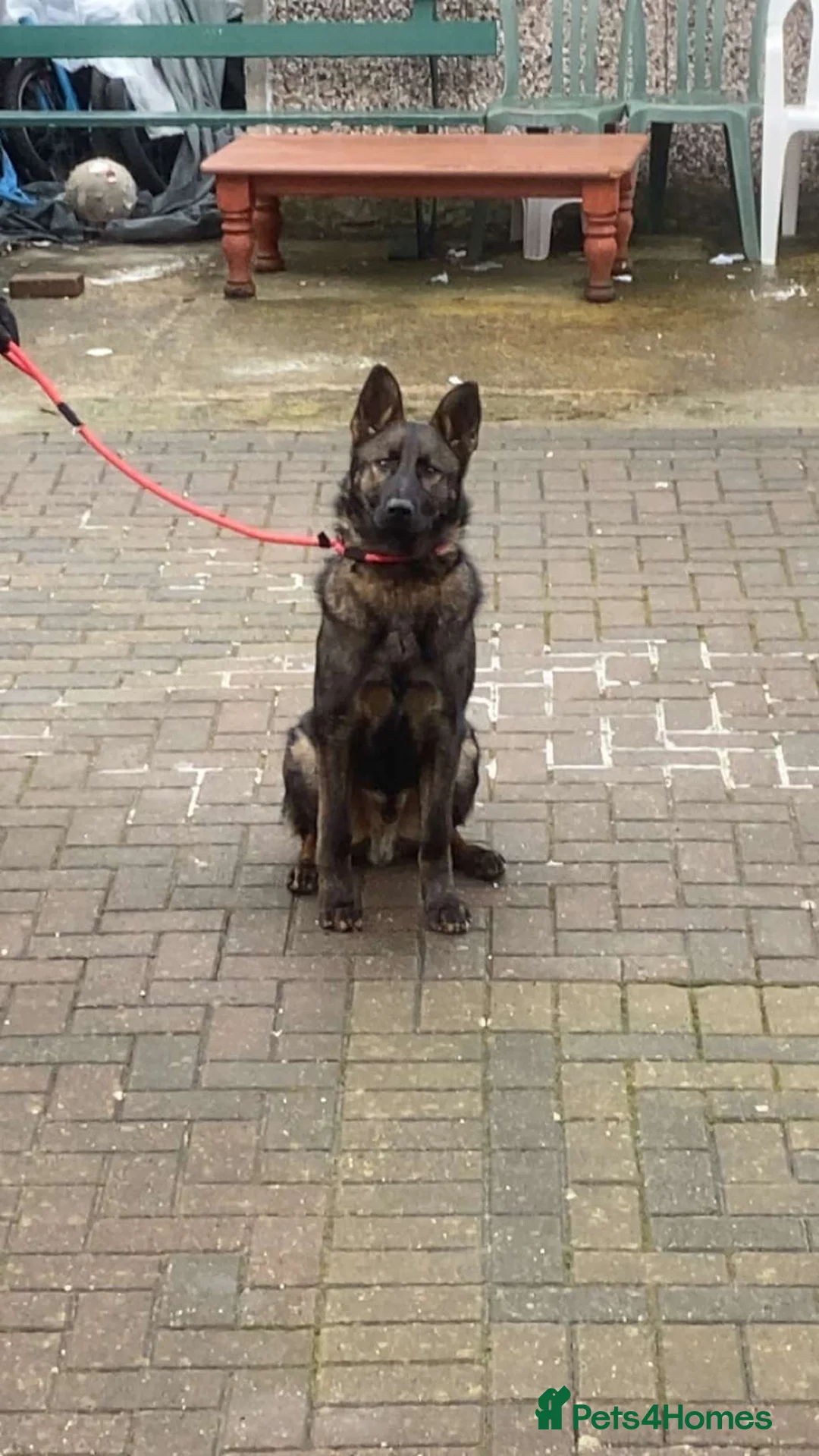 German Shepherd dogs for sale:  German shepherd  - Advert 2