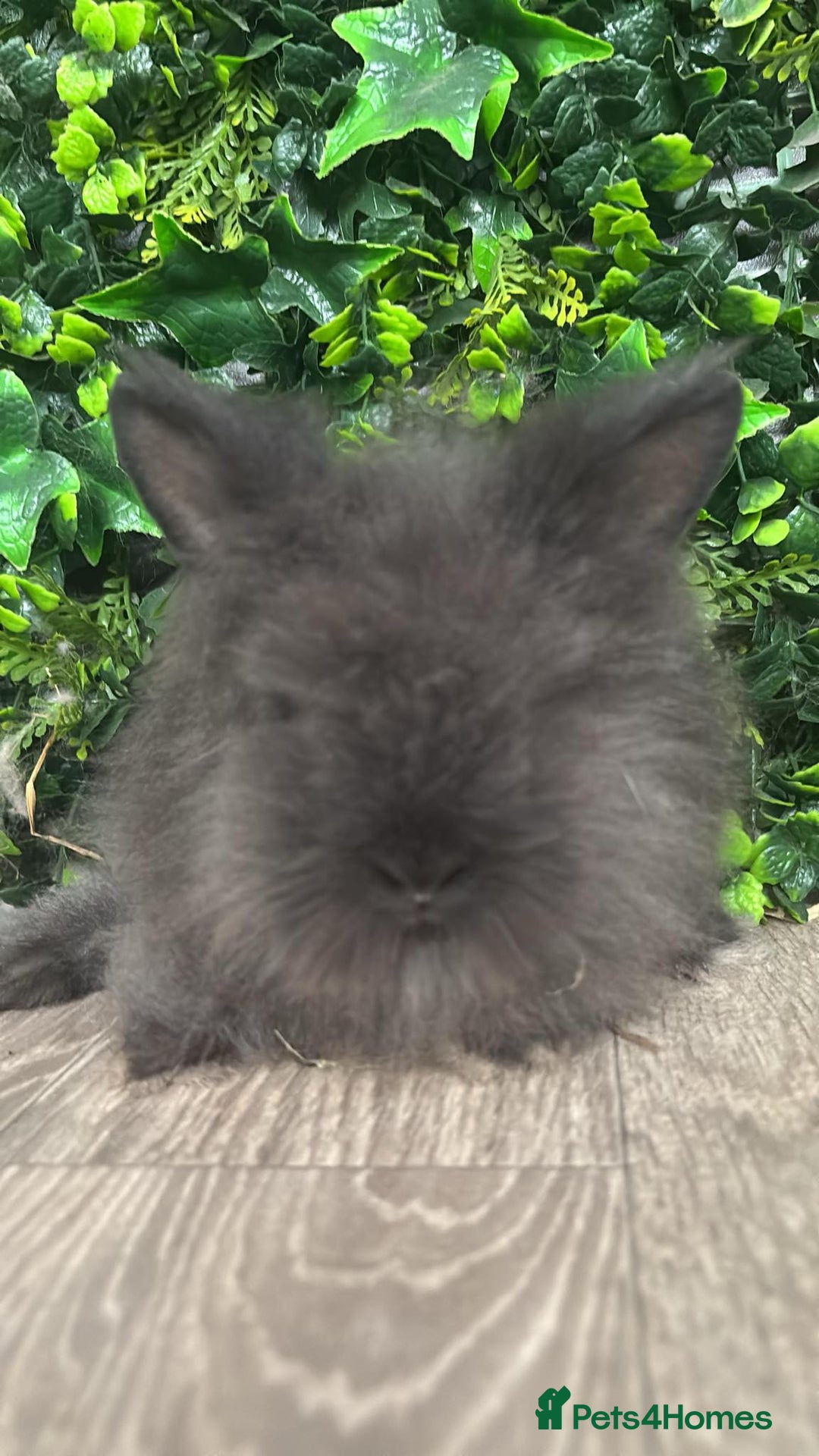 Lionhead rabbits for sale: BEAUTIFUL BABY LIONHEAD BUNNIES  - Image 3