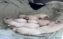 Siamese cats for stud: GORGEOUS WEDGEHEAD TYPE SIAMESE STUD - Image 7