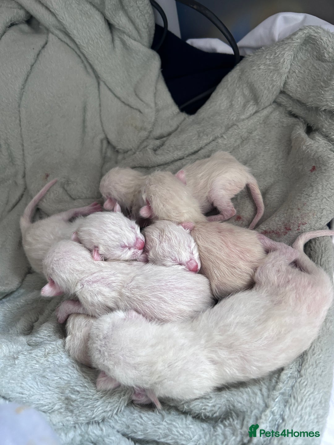Siamese cats for stud: GORGEOUS WEDGEHEAD TYPE SIAMESE STUD - Image 7