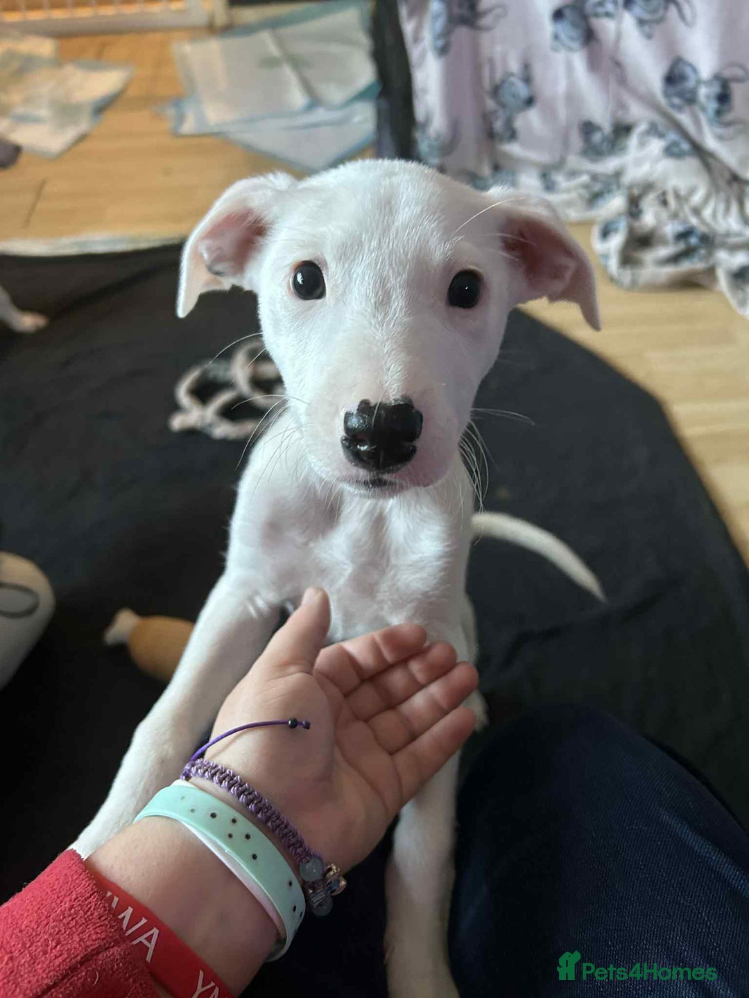 Mixed Breed dogs for sale: Staffy-Lurcher CROSS Border Collie  - Advert 5