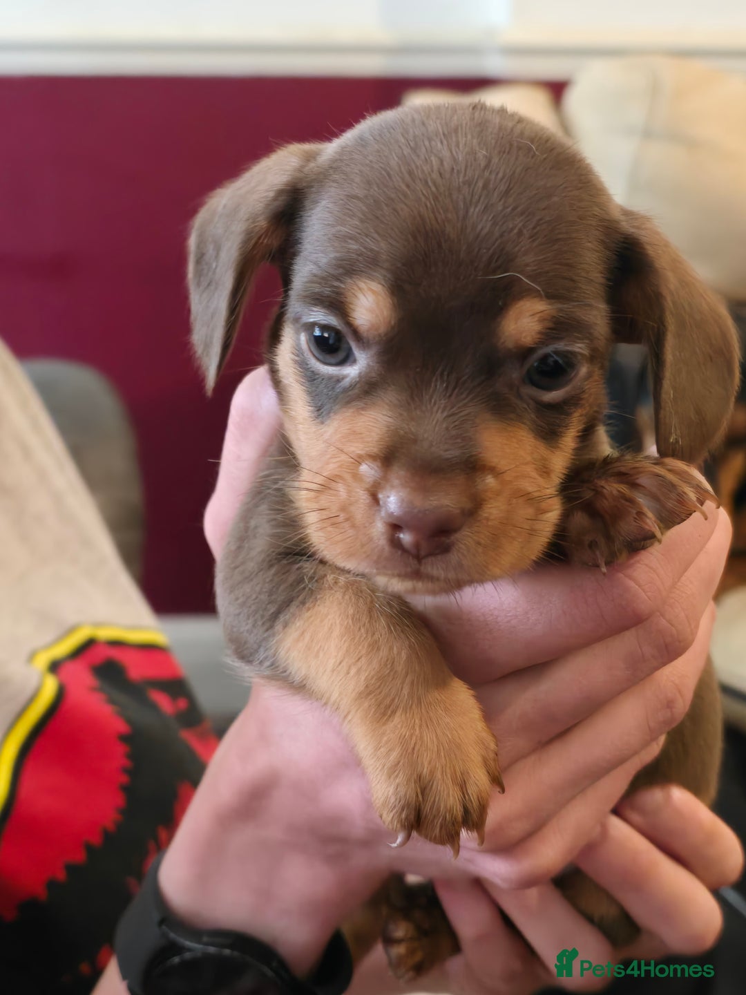 Mixed Breed dogs for sale: One lovely French Bulldog x Dachshund boy  Puppies - Image 5