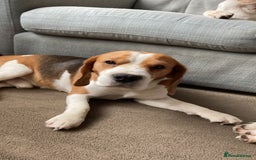 Beagle dogs for stud: TOP PRODUCING STUD CRUFTS QUALIFIED, CHAMPION BRED in Birmingham - Image 8