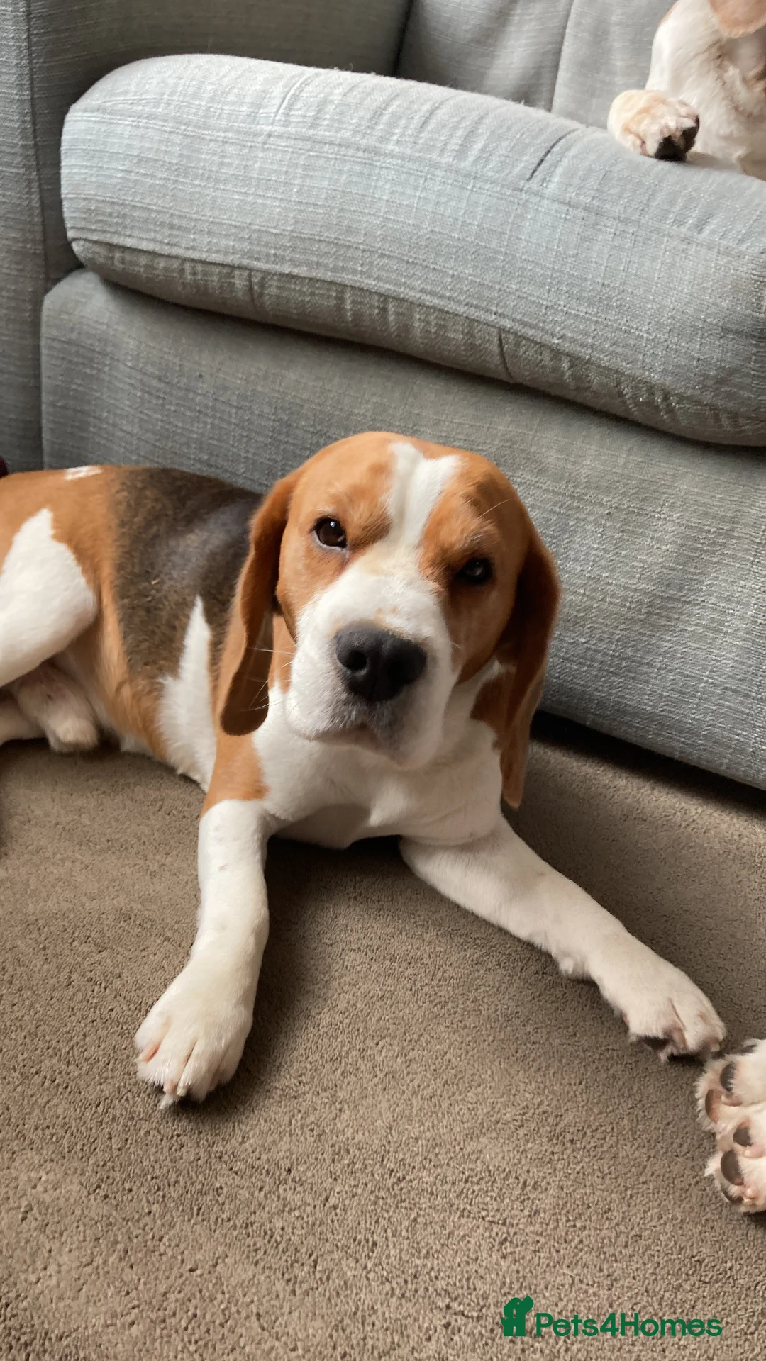 Beagle dogs for stud: TOP PRODUCING STUD CRUFTS QUALIFIED, CHAMPION BRED in Birmingham - Advert 9