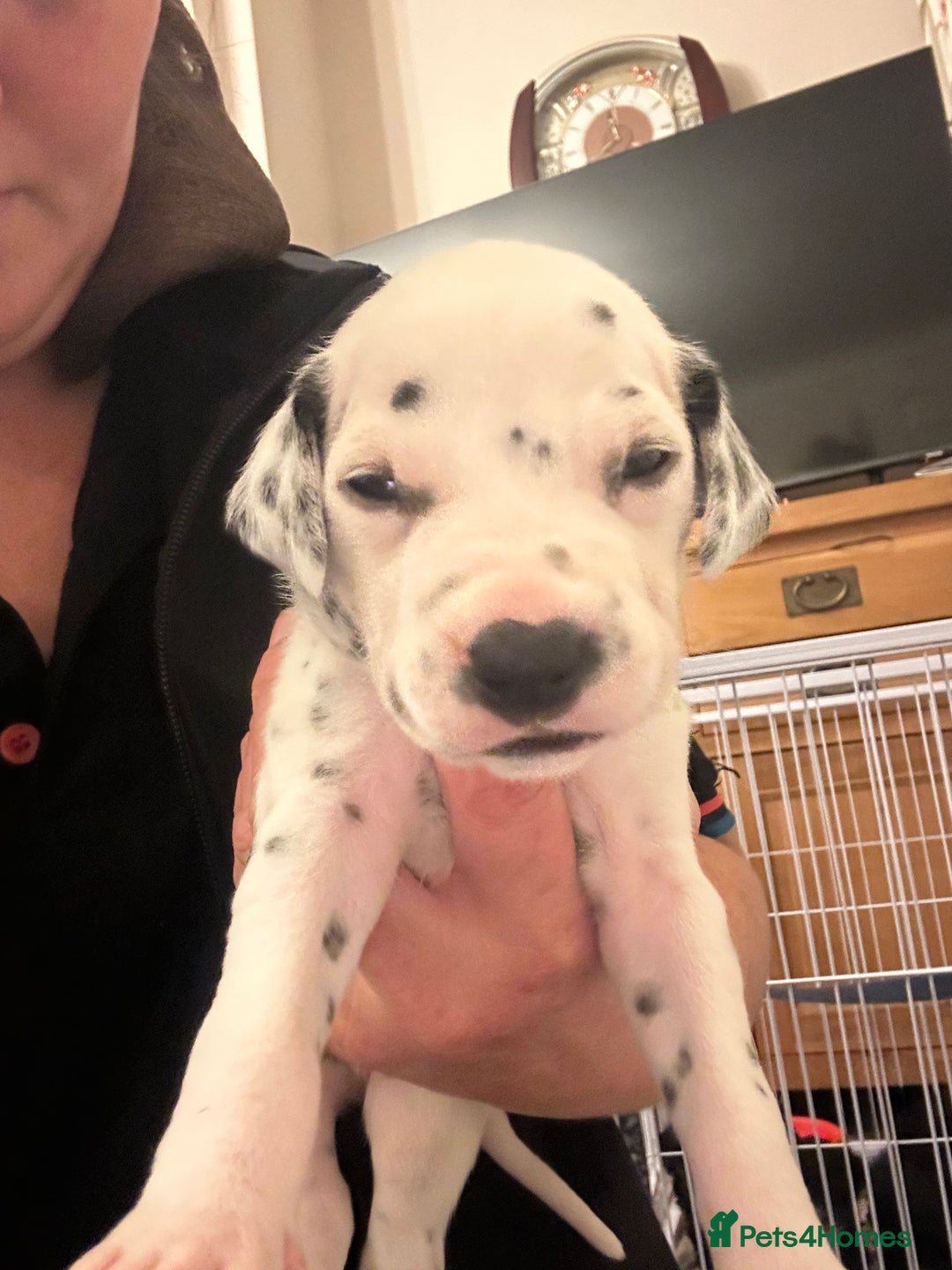 Dalmatian dogs for sale: Beautiful boys, BAER tested full hearing  - Advert 2