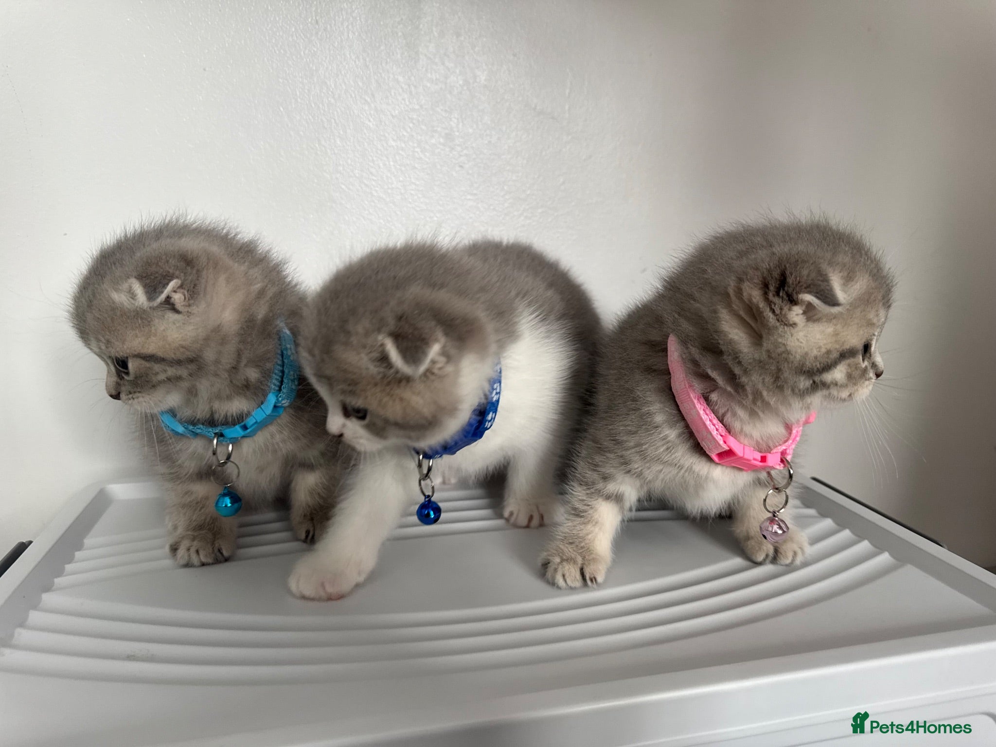 Scottish Fold cats 🐾 ADORABLE FLUFFY SCOTTISH FOLD KITTENS – £695 🐾 - Advert 2