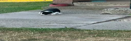 Border Collie dogs for sale: Kevin Smith in Lincoln - Advert 23