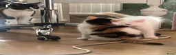 Ragdoll cats for sale: Beautiful Ragdoll Kittens - Advert 11