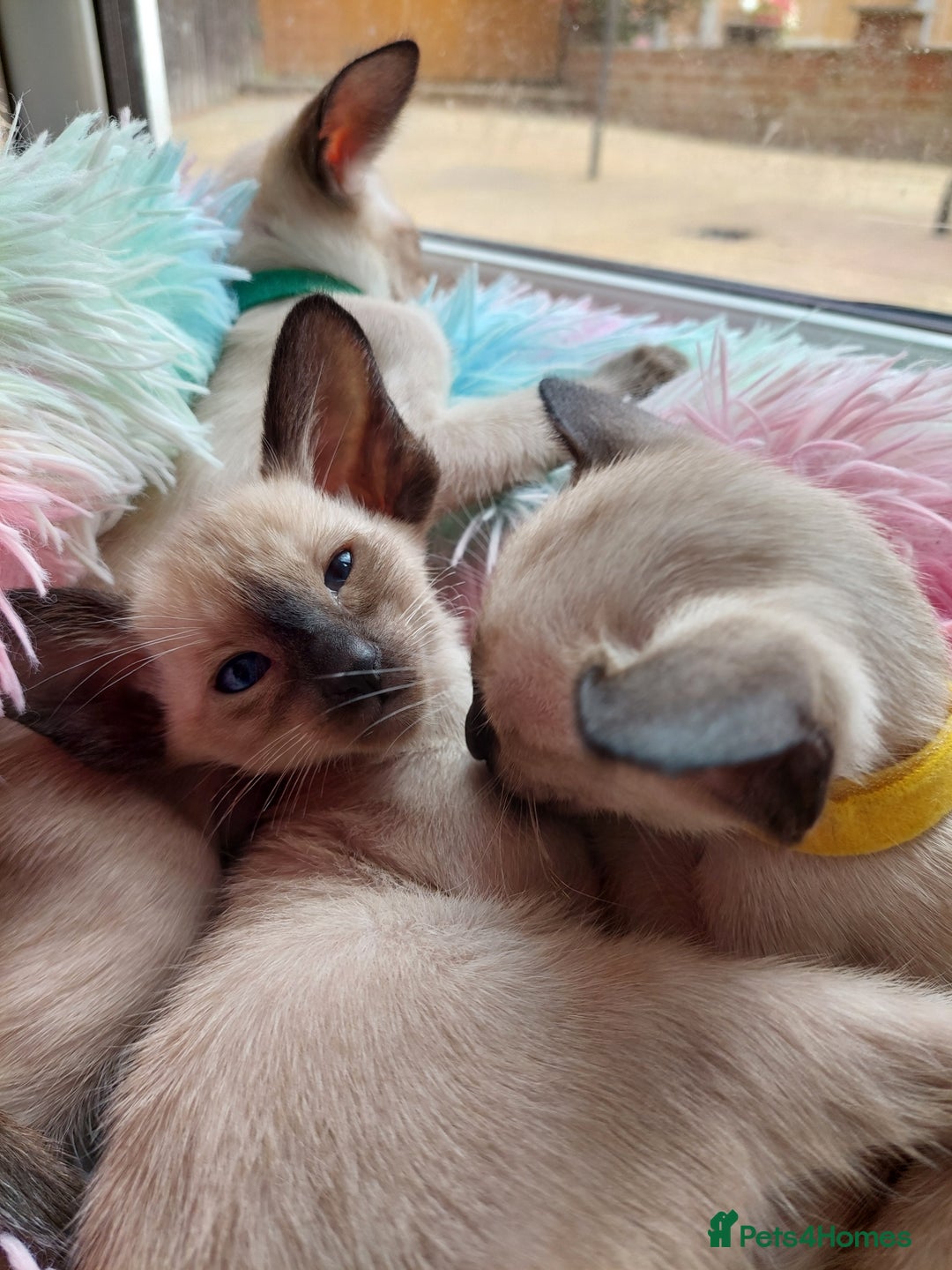 Siamese cats for sale: Siamese GCCF Registered Kittens - Image 7