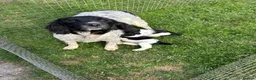 English Springer Spaniel dogs for sale: English Springer Spaniel Boys in Great Yarmouth - Advert 2
