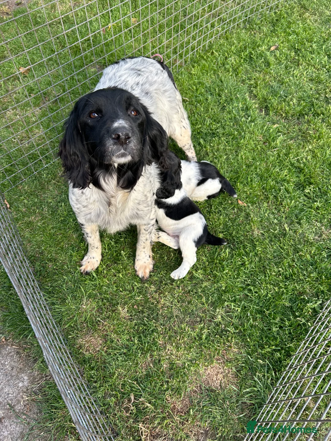 English Springer Spaniel dogs for sale: English Springer Spaniel Boys in Great Yarmouth - Advert 2