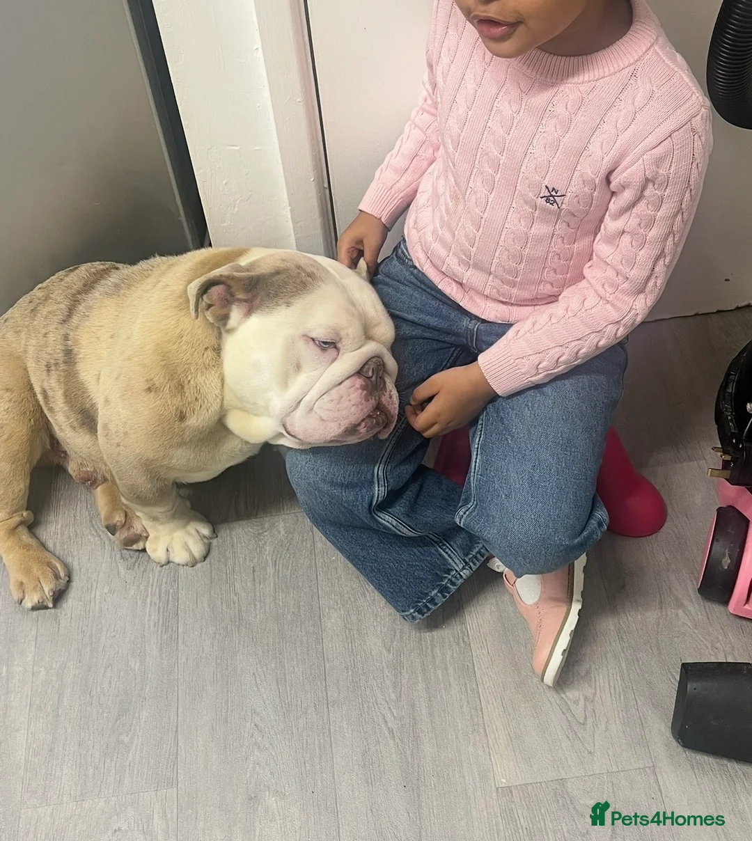English Bulldog dogs for stud: For stud only - Advert 2