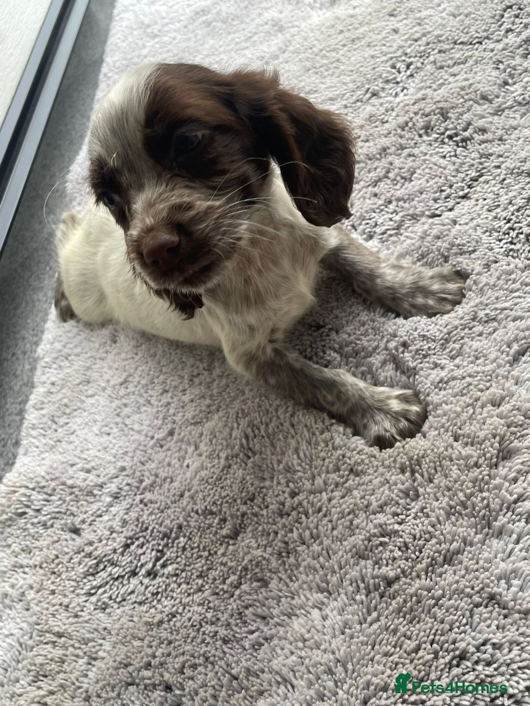 Cocker Spaniel dogs for sale: Cocker spaniel puppys - Image 17