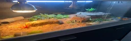 Lizard reptiles for sale: Moroccan Uromastyx (+/- set up)  in Glasgow - Advert 6