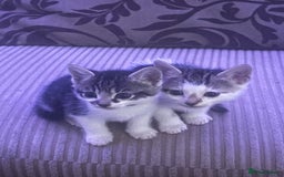 Mixed Breed cats for sale: Kittens - Image 16
