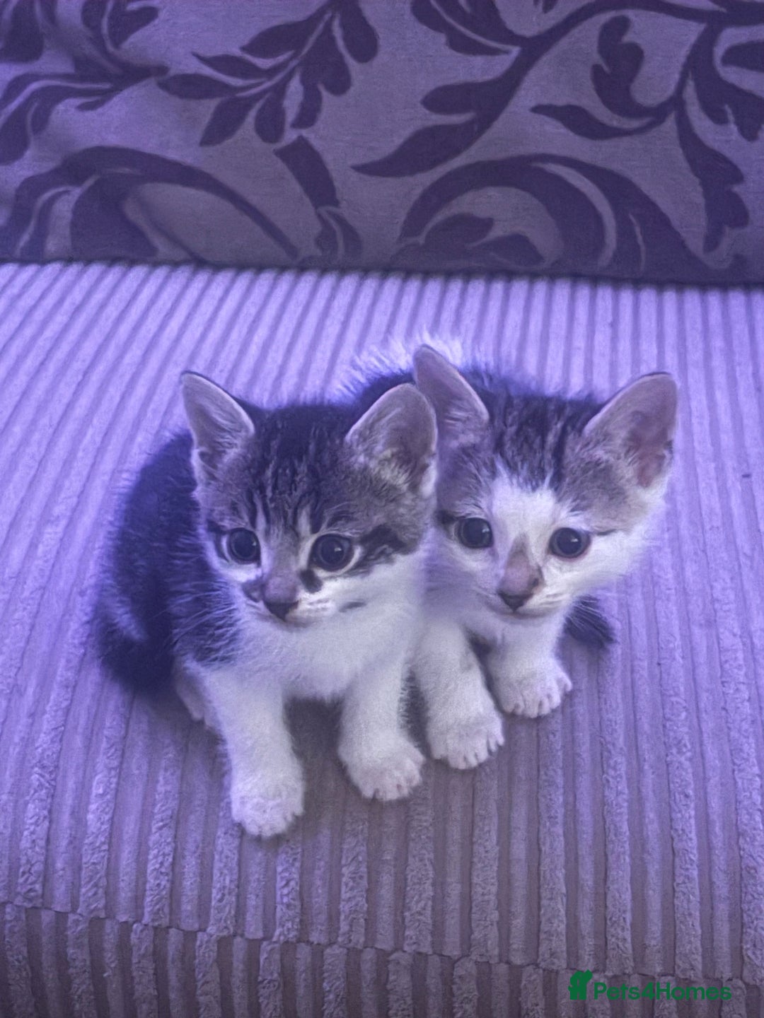 Mixed Breed cats for sale: Kittens - Image 16