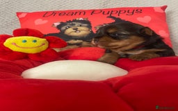 Yorkshire Terrier dogs for sale: Beautiful 2 Girls Yorkshire Terrier Pedigree  - Advert 14