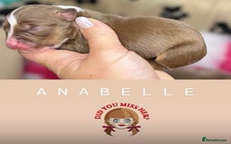 Olde English Bulldogge dogs for sale: The BEST visual fluffy oebs available ⭐️  - Image 19
