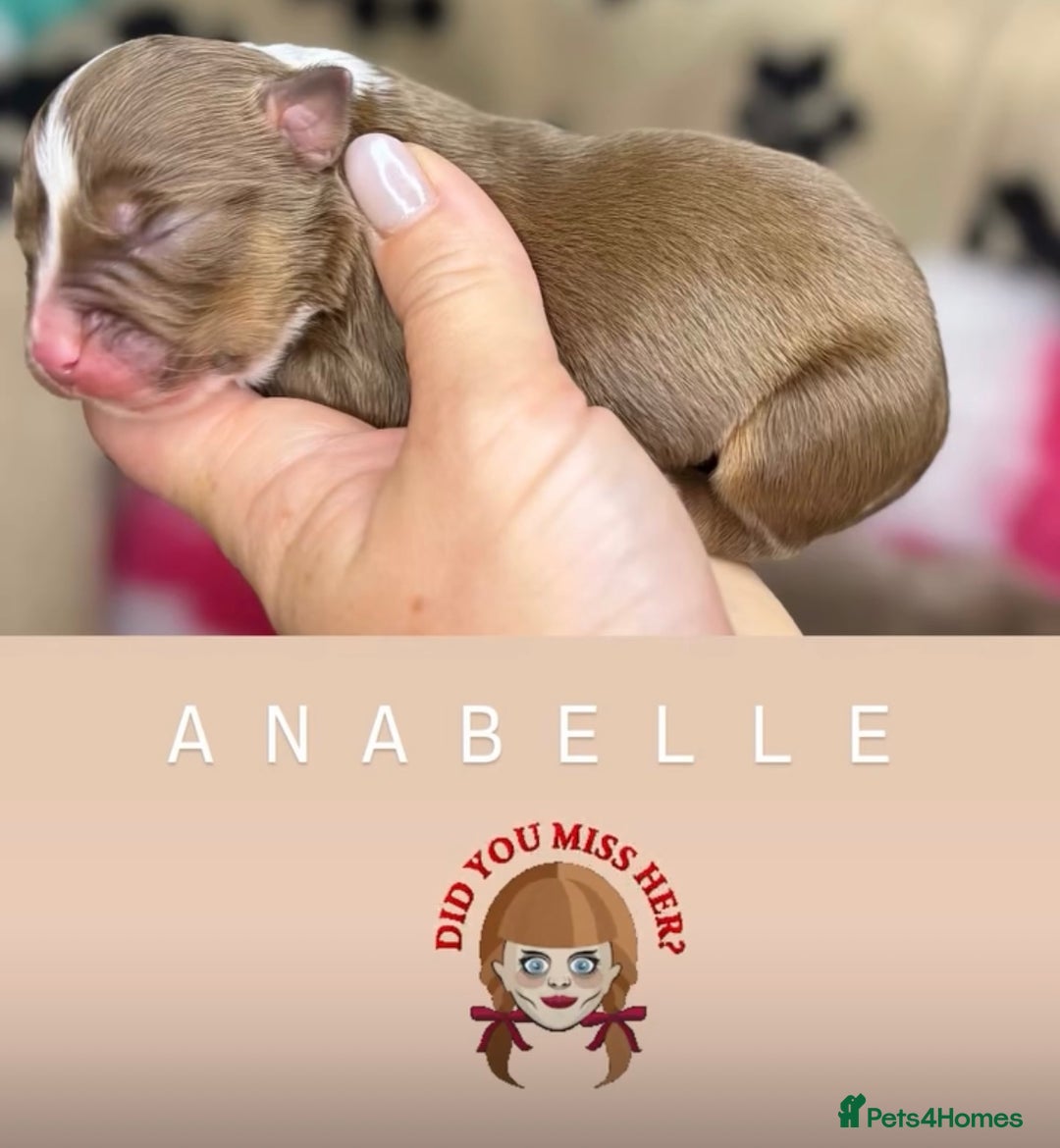 Olde English Bulldogge dogs for sale: The BEST visual fluffy oebs available ⭐️  - Image 19