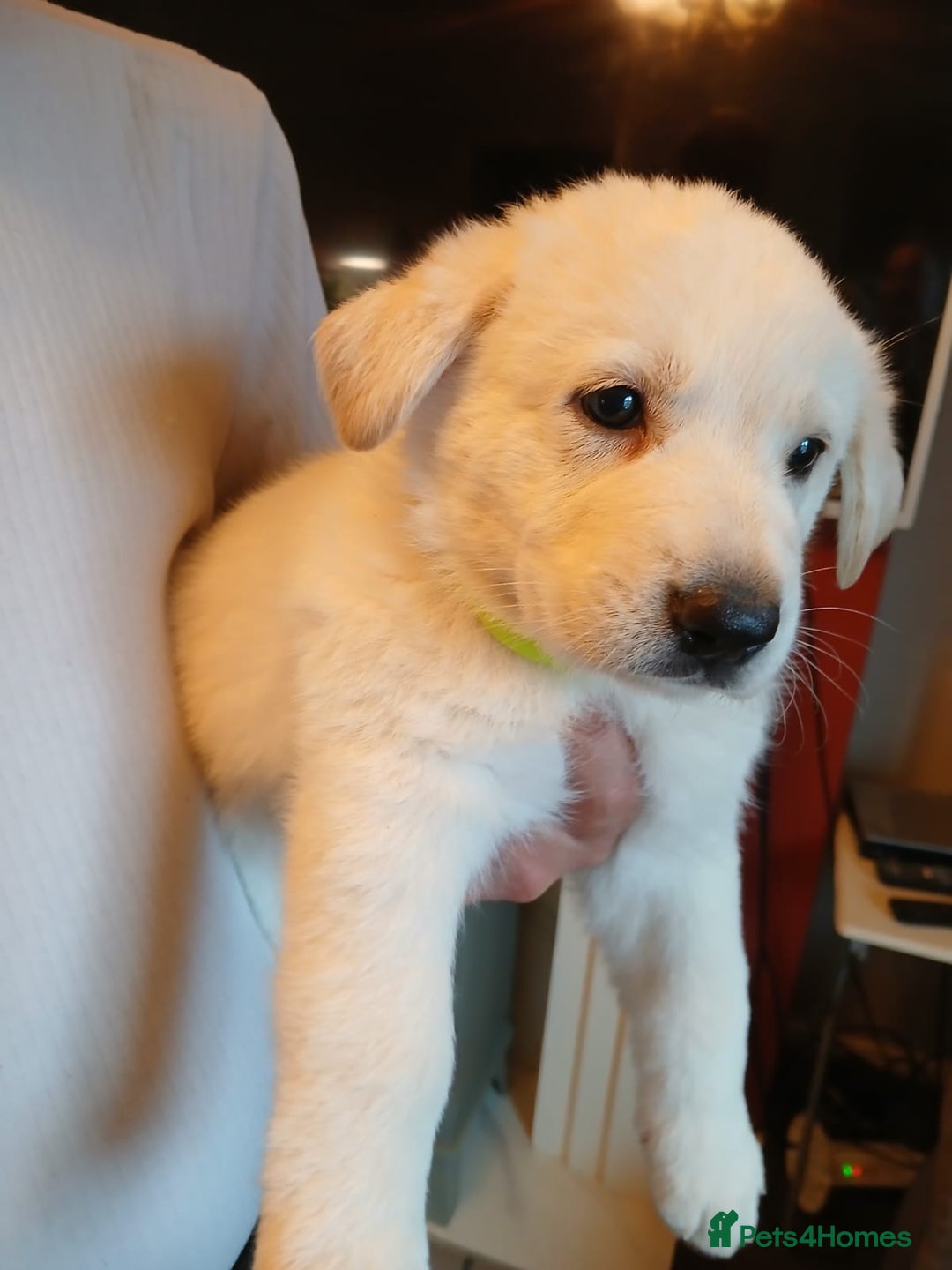 German Shepherd dogs for sale: 2 German shepherd puppies for sale  - Image 1