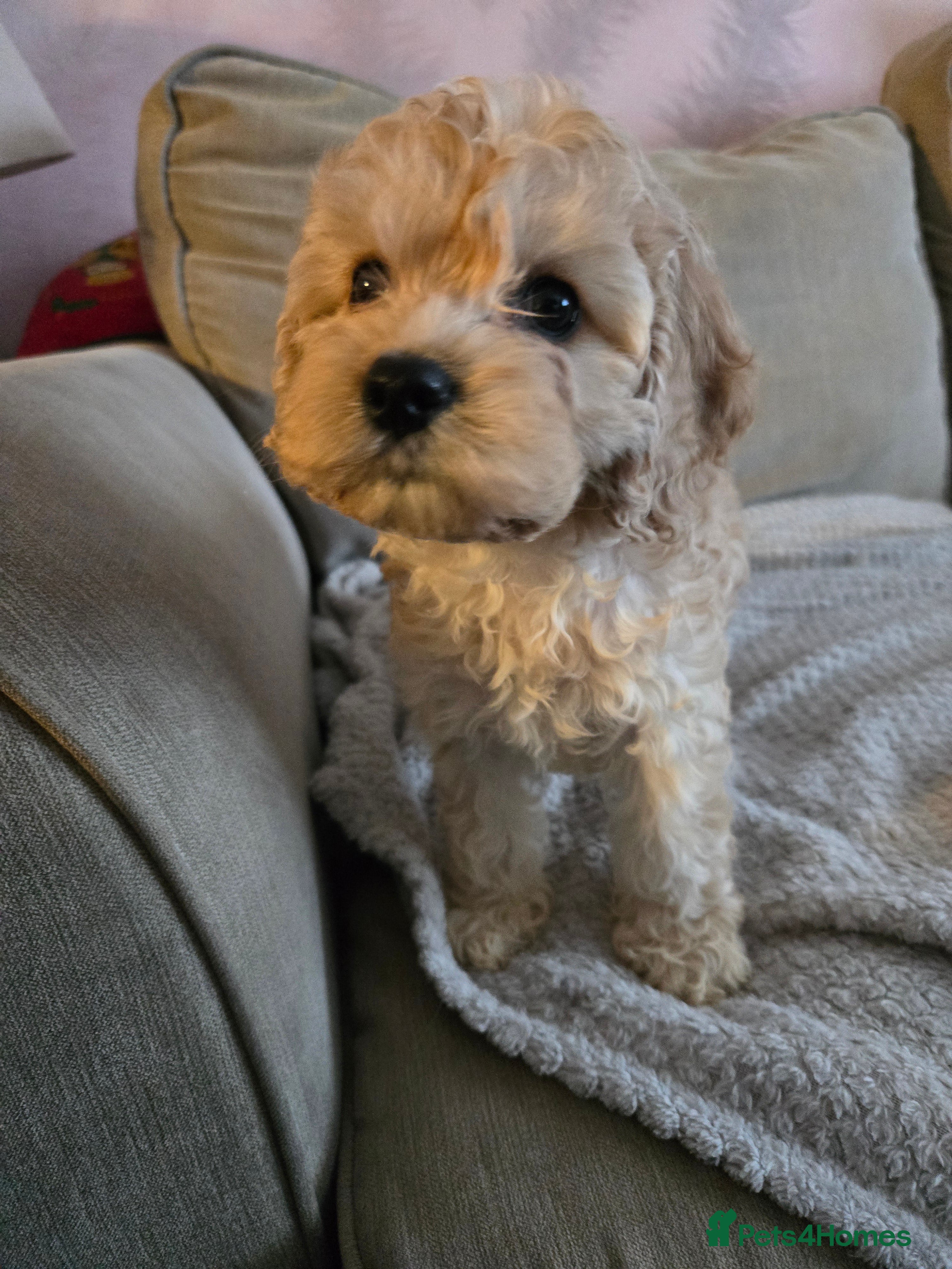 Cockapoo dogs 6 Gorgeous American cockapoo pups (Yankeedoodle) - Advert 4