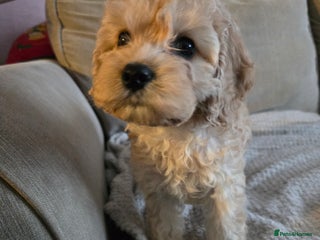 Cockapoo dogs 6 Gorgeous American cockapoo pups (Yankeedoodle) - Advert 4