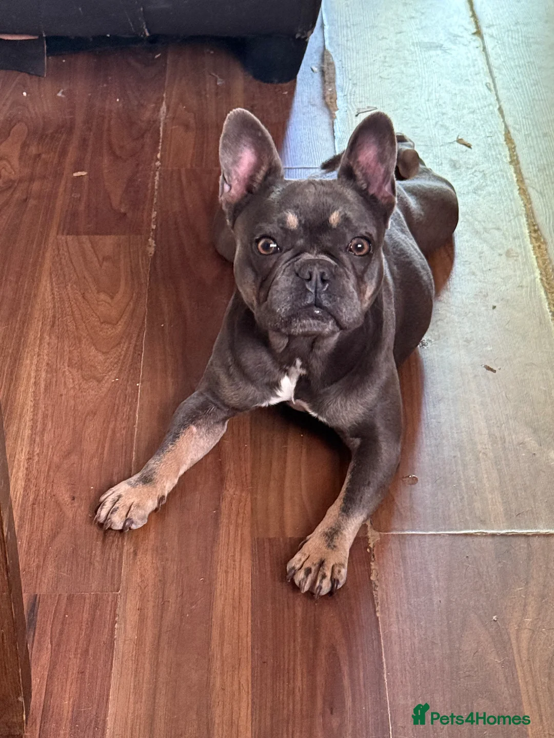 Mixed Breed dogs for sale: Beautiful girl in Gloucester - Advert 1