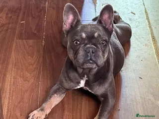 Mixed Breed dogs Beautiful girl - Advert 1