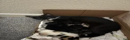 Domestic Shorthair cats for sale: Cat litter  in Chesterfield - Advert 4