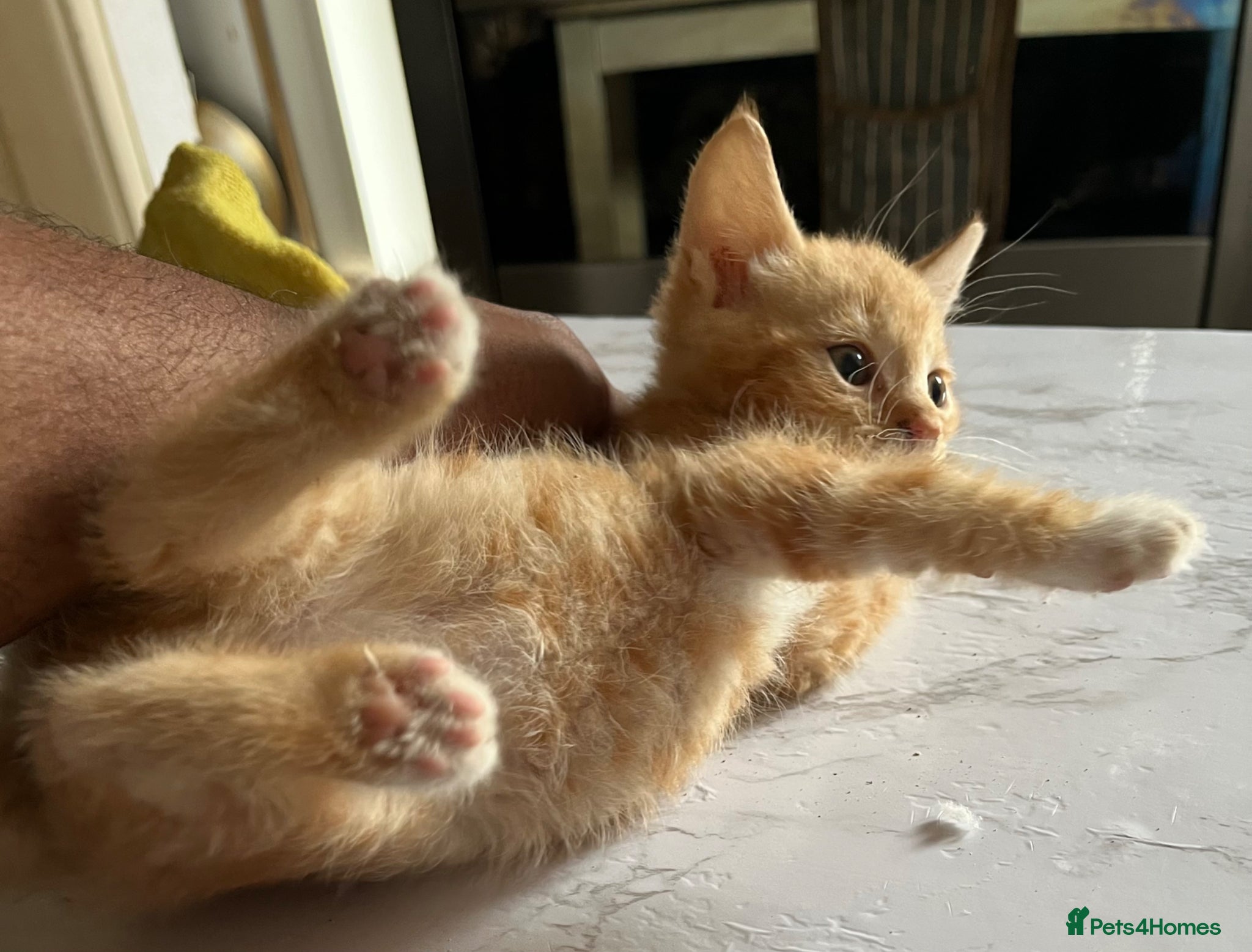 Mixed Breed cats for sale: 3 beautiful kittens for sale  - Advert 24