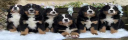Bernese Mountain Dog dogs for sale: KC Beautiful Bernese  - Advert 21