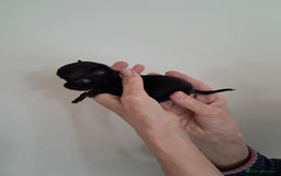 Chihuahua dogs for sale: SMALLEST on the market KC reg chihuahua girls - Image 3