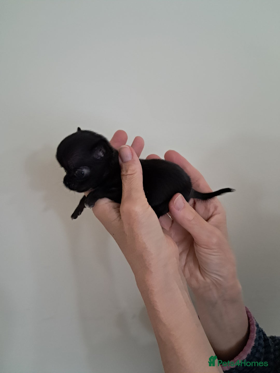 Chihuahua dogs for sale: SMALLEST on the market KC reg chihuahua girls - Image 3