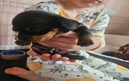 Miniature Dachshund dogs for sale: Beautiful daushounds puppys - Advert 6