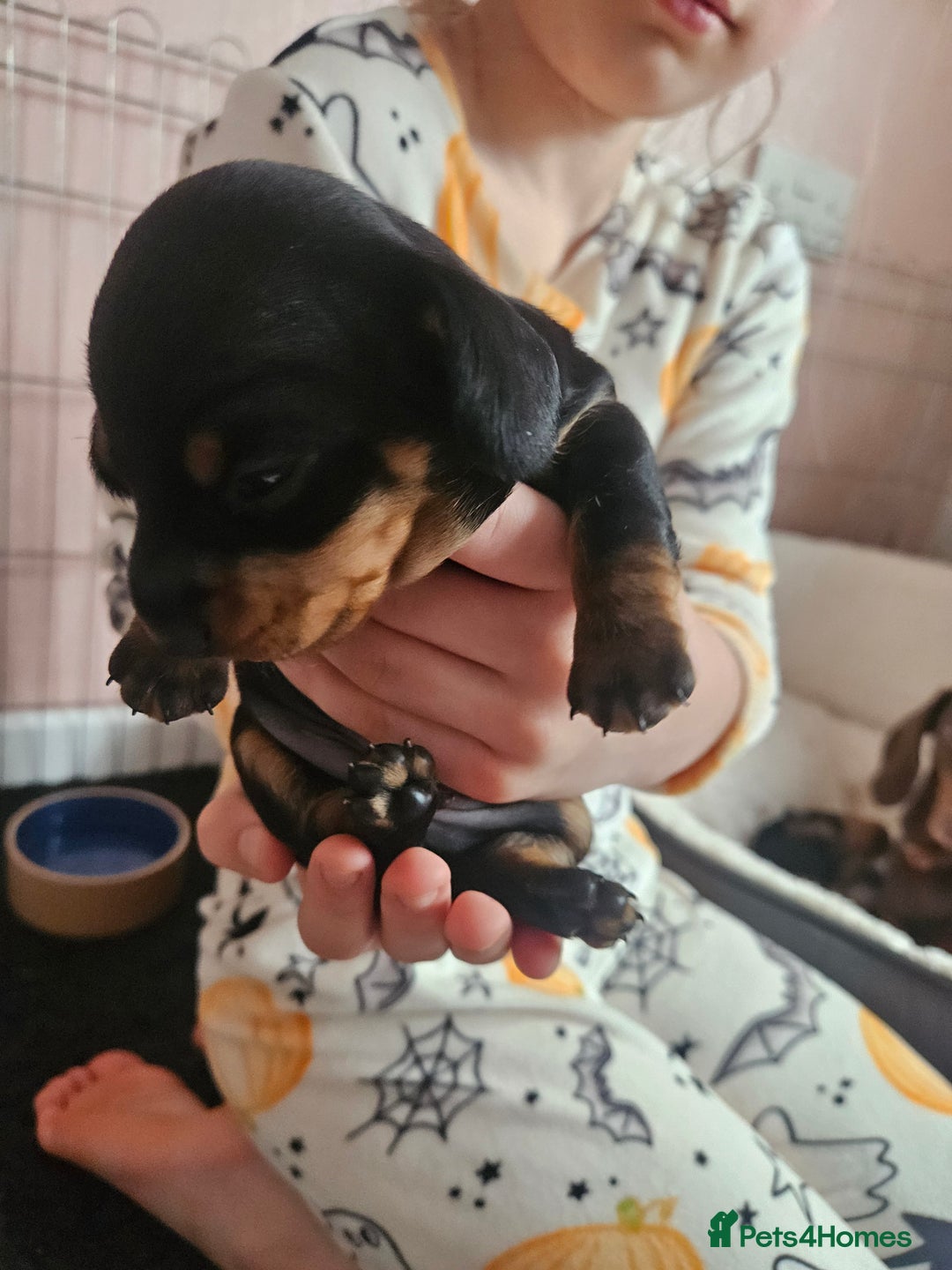 Miniature Dachshund dogs for sale: Beautiful daushounds puppys - Advert 6